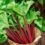 The Great Rhubarb Identity Crisis